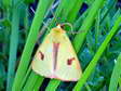 Clouded Buff moth (Diacrisia sannio) - Castel de Cantobre G&icirc;tes, Aveyron, France