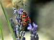 Slender Burnet moth (Zygaena fausta) - Castel de Cantobre G&icirc;tes, Aveyron, France