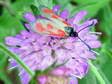 Slender Scotch Burnet moth (Zygaena loti) - Castel de Cantobre G&icirc;tes, Aveyron, France