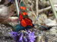 Transalpine Burnet moth (Zygaena transalpina) - Castel de Cantobre G&icirc;tes, Aveyron, France