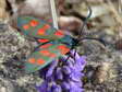 Transalpine Burnet moth (Zygaena transalpina) - Castel de Cantobre G&icirc;tes, Aveyron, France
