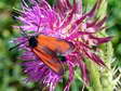 Sluggish Burnet moth (Zygaena erythrus) - Castel de Cantobre G&icirc;tes, Aveyron, France