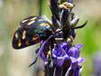 Transalpine Burnet moth (Zygaena transalpina) - Castel de Cantobre G&icirc;tes, Aveyron, France