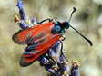 Sluggish Burnet moth (Zygaena erythrus) - Castel de Cantobre G&icirc;tes, Aveyron, France