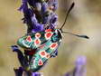The Zygene of Occitania (Zygaena occitanica) - Castel de Cantobre G&icirc;tes, Aveyron, France