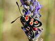 The Zygene of Occitania (Zygaena occitanica) - Castel de Cantobre G&icirc;tes, Aveyron, France