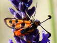 Slender Burnet moth (Zygaena fausta) - Castel de Cantobre G&icirc;tes, Aveyron, France