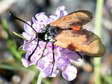 Sluggish Burnet moth (Zygaena erythrus) - Castel de Cantobre G&icirc;tes, Aveyron, France