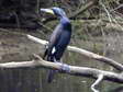 Cormorant (Phalacrocorax carbo) - Castel de Cantobre G&icirc;tes, Aveyron, France