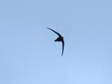 Common Swift (Apus apus) - Castel de Cantobre G&icirc;tes, Aveyron, France