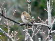 Chaffinch - Female (Fringilla coelebs) - Castel de Cantobre G&icirc;tes, Aveyron, France