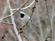 White Wagtail (Motacilla alba) - Castel de Cantobre G&icirc;tes, Aveyron, France
