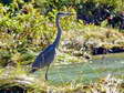 Grey Heron (Ardea cinerea) - Castel de Cantobre G&icirc;tes, Aveyron, France