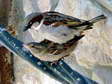 House Sparrows (Passer domesticus) - Castel de Cantobre G&icirc;tes, Aveyron, France