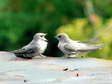 Crag Martins (Ptyonoprogne rupestris) - Castel de Cantobre G&icirc;tes, Aveyron, France