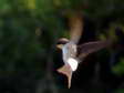 House Martin (Delichon urbicum) - Castel de Cantobre G&icirc;tes, Aveyron, France