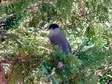 Male Blackcap (Sylvia atricapilla) - Castel de Cantobre G&icirc;tes, Aveyron, France