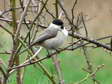 Willow Tit (Poecile montanus) - Castel de Cantobre G&icirc;tes, Aveyron, France
