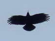 Red-billed Chough (Pyrrhocorax pyrrhocorax) - Castel de Cantobre G&icirc;tes, Aveyron, France