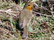 European Robin (Erithacus rubecula) - Castel de Cantobre G&icirc;tes, Aveyron, France
