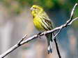 European Serin (Serinus serinus) - Castel de Cantobre G&icirc;tes, Aveyron, France