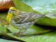 European Serin (Serinus serinus) - Castel de Cantobre G&icirc;tes, Aveyron, France