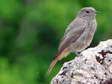 Black Redstart - Juvenile (Phoenicurus ochruros) - Castel de Cantobre G&icirc;tes, Aveyron, France