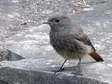 Black Redstart - Juvenile (Phoenicurus ochruros) - Castel de Cantobre G&icirc;tes, Aveyron, France