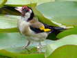 European Goldfinch (Carduelis carduelis) - Castel de Cantobre G&icirc;tes, Aveyron, France