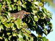 Common Blackbird - Female (Turdus merula) - Castel de Cantobre G&icirc;tes, Aveyron, France