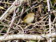 Chiffchaff (Phylloscopus collybita) - Castel de Cantobre G&icirc;tes, Aveyron, France