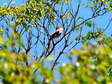 Common Nightingale (Luscinia megarhynchos) - Castel de Cantobre G&icirc;tes, Aveyron, France