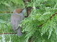 Female or Juvenile Blackcap (Sylvia atricapilla) - Castel de Cantobre G&icirc;tes, Aveyron, France