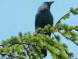 Western Jackdaw (Corvus monedula) - Castel de Cantobre G&icirc;tes, Aveyron, France