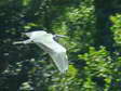 Grey Heron (Ardea cinerea) - Castel de Cantobre G&icirc;tes, Aveyron, France