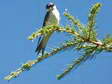 House Martin (Delichon urbicum) - Castel de Cantobre G&icirc;tes, Aveyron, France