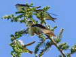 House Martin (Delichon urbicum) - Castel de Cantobre G&icirc;tes, Aveyron, France