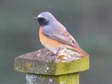 Common Redstart - Male (Phoenicurus phoenicurus) - Castel de Cantobre G&icirc;tes, Aveyron, France