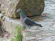 Racing Pigeon - lost (Columba livia) - Castel de Cantobre G&icirc;tes, Aveyron, France