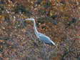 Grey Heron (Ardea cinerea) - Castel de Cantobre G&icirc;tes, Aveyron, France
