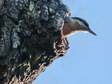 (Southern) Eurasian or Wood Nuthatch (Sitta europaea caesia) - Castel de Cantobre G&icirc;tes, Aveyron, France