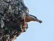 (Southern) Eurasian or Wood Nuthatch (Sitta europaea caesia) - Castel de Cantobre G&icirc;tes, Aveyron, France
