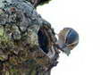 (Southern) Eurasian or Wood Nuthatch (Sitta europaea caesia) - Castel de Cantobre G&icirc;tes, Aveyron, France