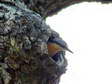 (Southern) Eurasian or Wood Nuthatch (Sitta europaea caesia) - Castel de Cantobre G&icirc;tes, Aveyron, France