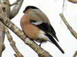 Common Bullfinch (Pyrrhula pyrrhula) - Castel de Cantobre G&icirc;tes, Aveyron, France