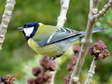 Great Tit (Parus major) - Castel de Cantobre G&icirc;tes, Aveyron, France