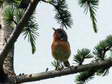 Western Subalpine Warbler (Sylvia cantillans/inornata iberiae) - Castel de Cantobre G&icirc;tes, Aveyron, France