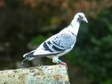 Feral/Homing Pigeon (Columba livia) - Castel de Cantobre G&icirc;tes, Aveyron, France