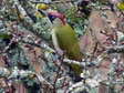 Green Woodpecker (Picus viridis) - Castel de Cantobre G&icirc;tes, Aveyron, France