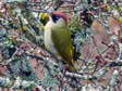 Green Woodpecker (Picus viridis) - Castel de Cantobre G&icirc;tes, Aveyron, France